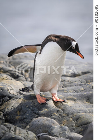 Gentoo penguin waddles over rocks by sea 90182095