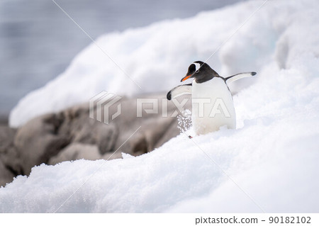 Gentoo penguin waddles through snow near rocks Gentoo penguin waddles through snow near rocks 90182102