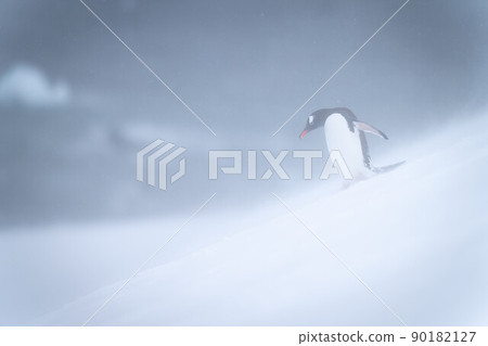 Gentoo penguin walks down slope in snowstorm Gentoo penguin walks down slope in snowstorm 90182127