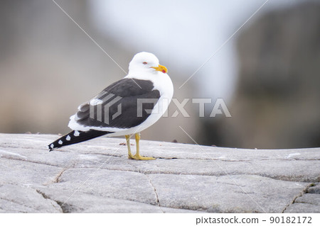 Kelp gull perches on rock watching camera 90182172