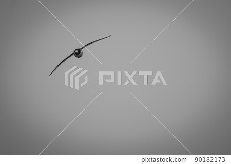 Mono Antarctic petrel glides in blue sky 90182173