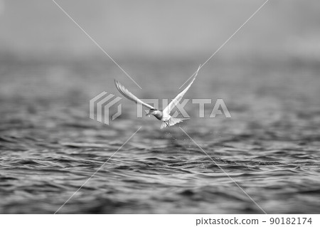 Mono Antarctic tern catches fish from sea Mono Antarctic tern catches fish from sea 90182174