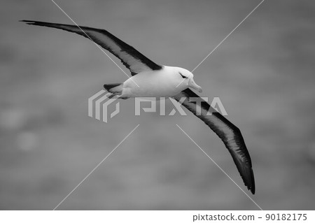 Mono black-browed albatross crosses ocean spreading wings 90182175