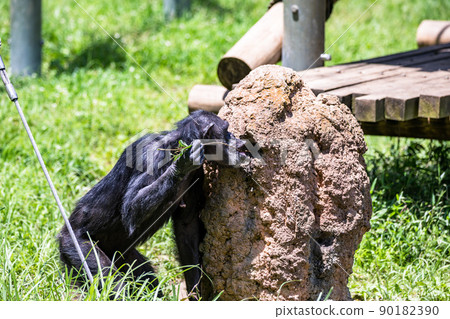 東京多摩市多摩動物園，黑猩猩利用樹枝捕食螞蟻 90182390