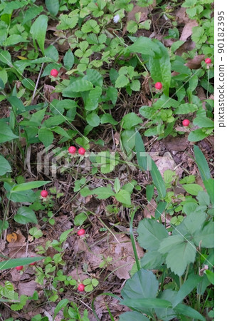 A popular snake strawberry that looks cute and you can feel the season A popular snake strawberry that looks cute and you can feel the season 90182395