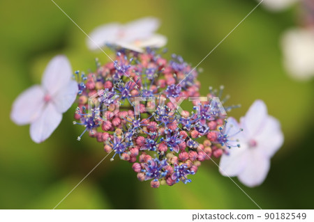 繡球花0336 90182549