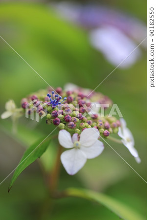 繡球花0337 90182550