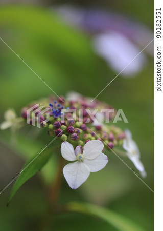 繡球花0338 90182551