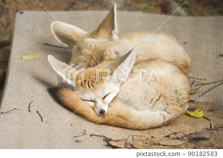 Two sleeping foxes Two sleeping foxes 90182583
