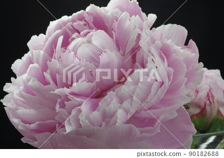 Peonies on a black background 90182688
