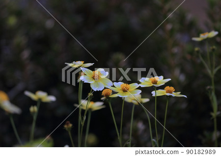 具有美麗黃色漸變的花朵（冬季宇宙，證據） 90182989