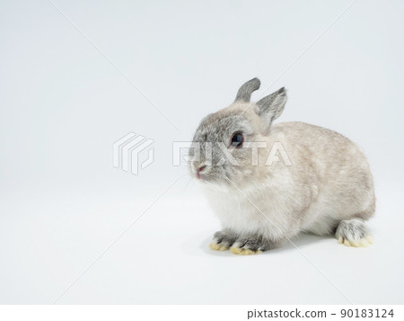 Netherland Dwarf with ears lying slightly behind 90183124