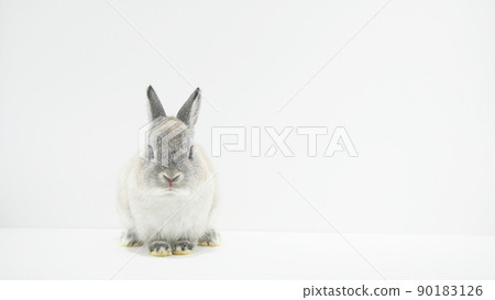 Rabbit staring at the camera 90183126
