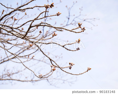 Many buds on the tip of the cherry blossoms Many buds on the tip of the cherry blossoms 90183148