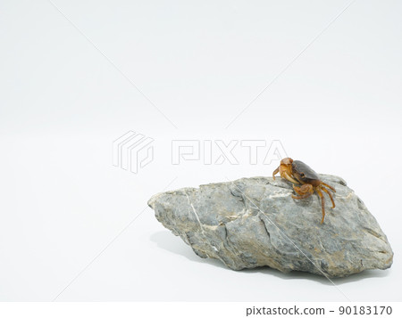 Sawa crab resting on a stone Sawa crab resting on a stone 90183170