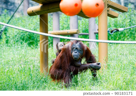 Parents and children of orangutans at Tama Zoological Park, Tama City, Tokyo 90183171