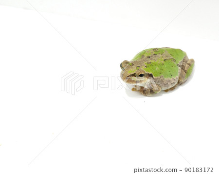 Green Japanese tree frog with a pattern Green Japanese tree frog with a pattern 90183172