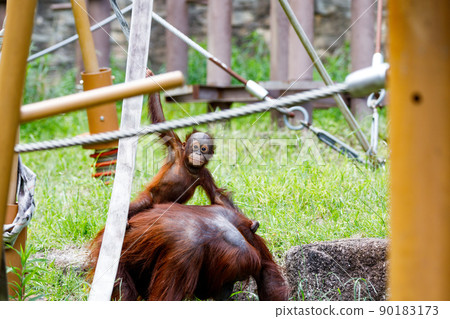 Parents and children of orangutans at Tama Zoological Park, Tama City, Tokyo 90183173