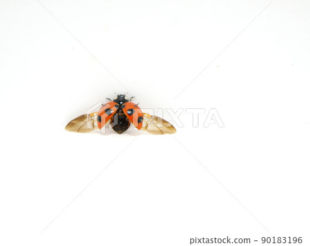 Coccinella septempunctata with red wings open 90183196