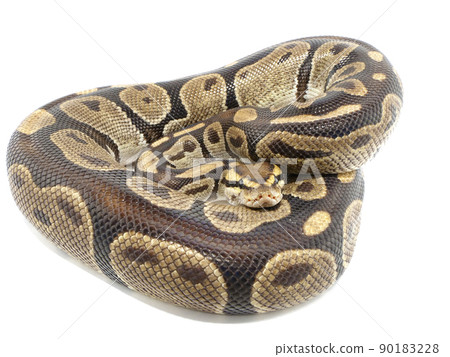 Ball python with a small body Ball python with a small body 90183228