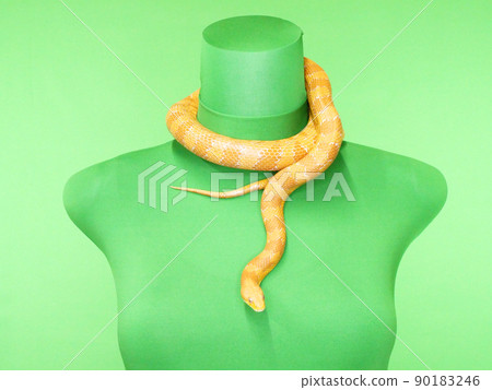 Corn snake wrapped around the neck Corn snake wrapped around the neck 90183246