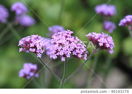 Purpletop Verbena / Sanjak Verbena (Verbena bonariensis) Purpletop Verbena / Sanjak Verbena (Verbena bonariensis) 90183278