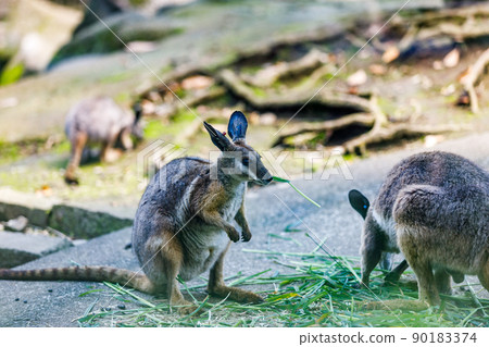 東京多摩市多摩動物園 兒童帕爾馬袋鼠餐 90183374