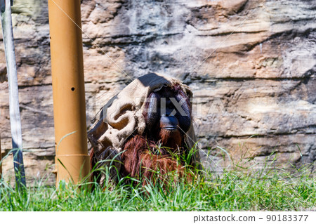 東京多摩市多摩動物園 穿著抹布的雄性猩猩 90183377