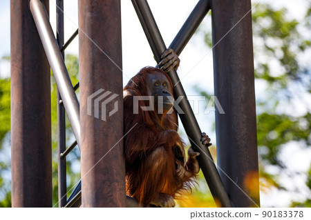 東京多摩市多摩動物園的猩猩父母和孩子 90183378