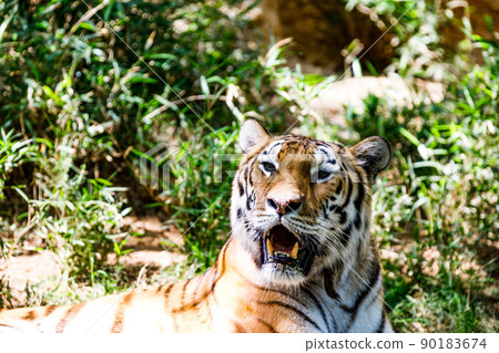 Tama Zoological Park Tiger, Tama City, Tokyo Tama Zoological Park Tiger, Tama City, Tokyo 90183674