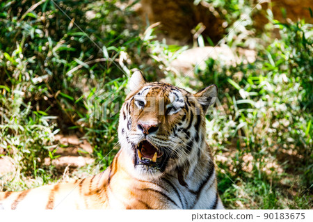 Tama Zoological Park Tiger, Tama City, Tokyo 90183675