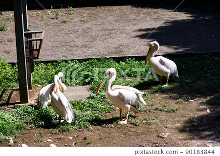 Tama Zoological Park, Tama City, Tokyo A herd of pelicans 90183844