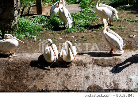 東京多摩市多摩動物園 一群鵜鶘 東京多摩市多摩動物園 一群鵜鶘 90183845