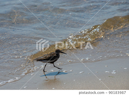 A Dunlin is walking on the beach. Also known as a Red-backed Sandpiper A Dunlin is walking on the beach. Also known as a Red-backed Sandpiper 90183987