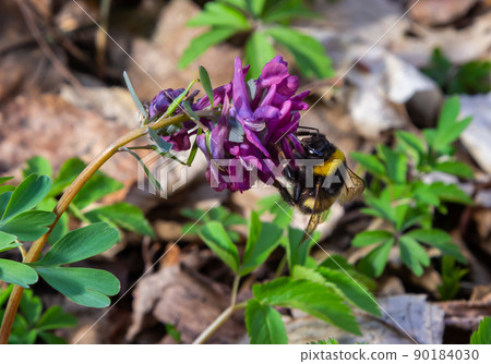 Hollow-root, Corydalis cava, blooming on the forest floor in a park during spring Hollow-root, Corydalis cava, blooming on the forest floor in a park during spring 90184030