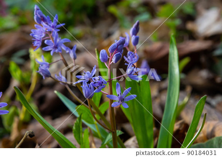 In the spring forest bloom ephemeroid plant Scilla bifolia against the background of the solar disk. Scilla bifolia in a natural habitat In the spring forest bloom ephemeroid plant Scilla bifolia against the background of the solar disk. Scilla bifolia in a natural habitat 90184031