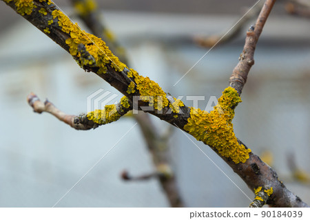 Orange lichen, yellow scale, maritime sunburst lichen or shore lichen, Xanthoria parietina, is a foliose or leafy lichen. Intensive color of structures on twigs of a tree 90184039