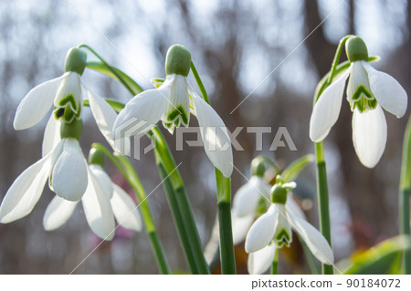 Flowers snowdrops in garden, sunlight. First beautiful snowdrops in spring. Common snowdrop blooming. Galanthus nivalis bloom in spring forest. 90184072