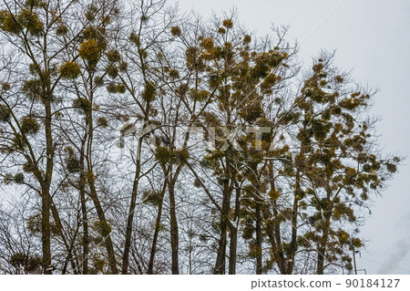 Green Mistletoes on a tree. Viscum album is a hemiparasite native to Europe and parts of Asia Green Mistletoes on a tree. Viscum album is a hemiparasite native to Europe and parts of Asia 90184127