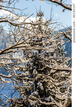 cold winter weather in the park or forest in frosts with pine and spruce trees, coniferous trees in the winter season, winter season with snow in the park or forest and pine firs cold winter weather in the park or forest in frosts with pine and spruce trees, coniferous trees in the winter season, winter season with snow in the park or forest and pine firs 90184147