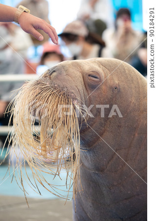[May, Toba City, Mie Prefecture] Contact time with walruses, a splendid beard, Toba Aquarium 90184291
