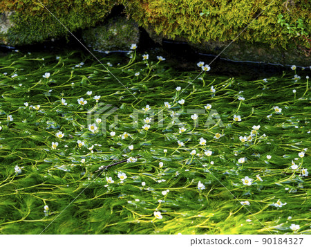 Jizo River and plum blossom algae in Samegai-juku Jizo River and plum blossom algae in Samegai-juku 90184327