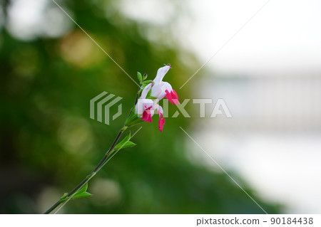 Salvia·Microfilla（熱嘴唇） 90184438