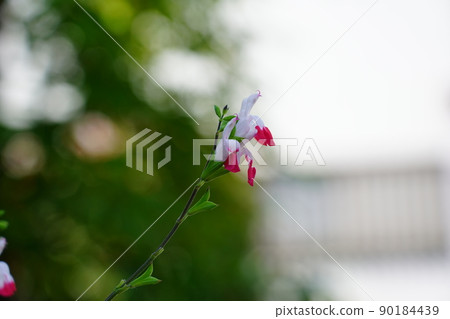 Salvia·Microfilla（熱嘴唇） 90184439