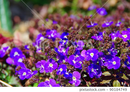 Veronica Oxford Blue Veronica Oxford Blue 90184749