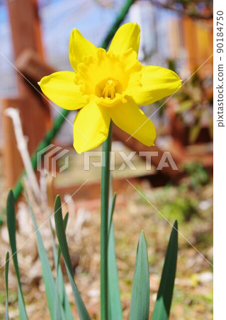 Narcissus 90184750