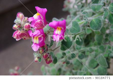 銀葉金魚草 90184771