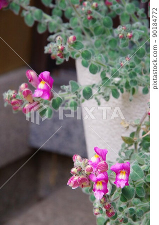 銀葉金魚草 銀葉金魚草 90184772