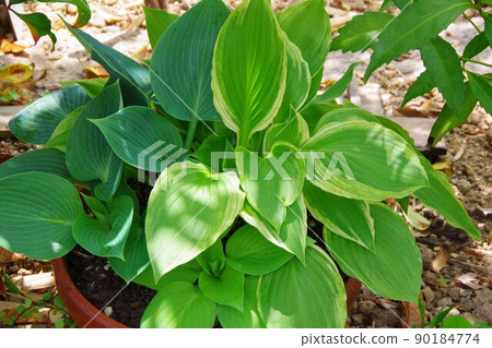 Hosta Giboshi 90184774