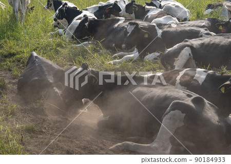 一群在北海道生長和生長的奶牛 90184933
